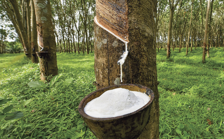 raw rubber collecting